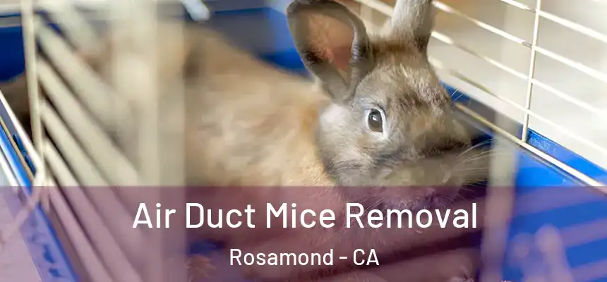  Air Duct Mice Removal Rosamond - CA